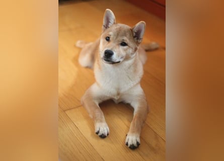 MEI Schöne rote Shiba inu Welpe   mit FCI dokumenten