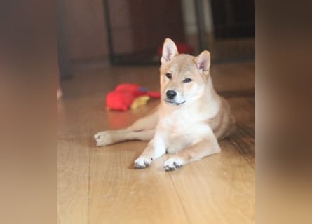 MEI Schöne rote Shiba inu Welpe   mit FCI dokumenten