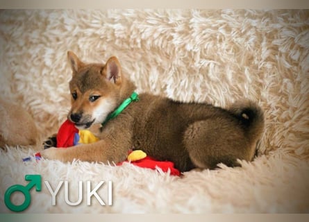 Wunderschöne Shiba-Inu-Welpen mit rotem Fell