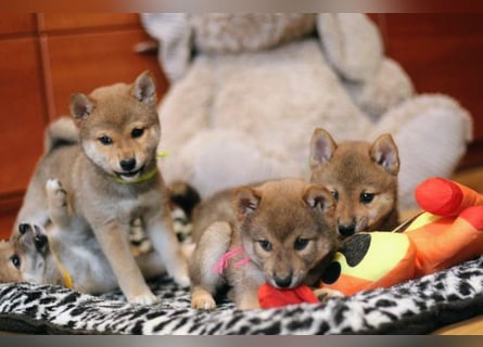 Wunderschöne Shiba-Inu-Welpen mit rotem Fell