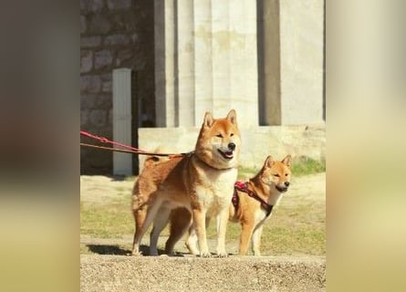 AMANE hübsche Hündin der Rasse SHIBA INU mit rotem Fell mit FCI dokumenten