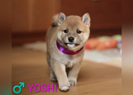 Wunderschöne Shiba-Inu-Welpen mit rotem Fell