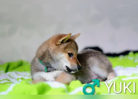 Wunderschöne Shiba-Inu-Welpen mit rotem Fell