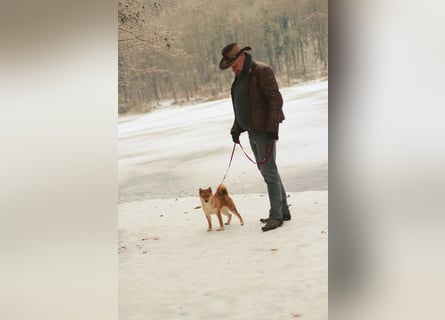 AMANE SHIBA INU WELPE mit FCI dokumenten