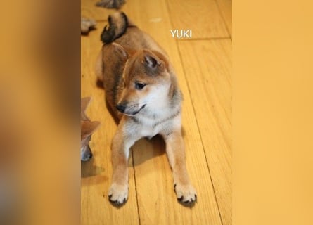 Wunderschöne Shiba-Inu-Welpen mit rotem Fell