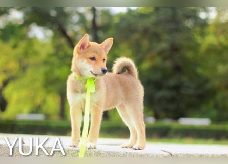 Wunderschöne Shiba-Inu-Welpen mit rotem Fell
