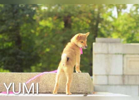 Wunderschöne Shiba-Inu-Welpen mit rotem Fell