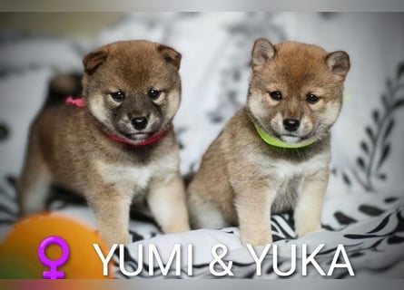 Wunderschöne Shiba-Inu-Welpen mit rotem Fell