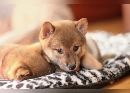 Wunderschöne Shiba-Inu-Welpen mit rotem Fell