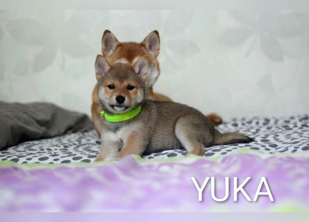 Wunderschöne Shiba-Inu-Welpen mit rotem Fell
