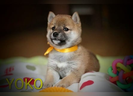 Wunderschöne Shiba-Inu-Welpen mit rotem Fell