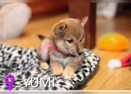 Wunderschöne Shiba-Inu-Welpen mit rotem Fell
