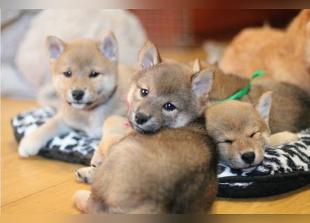 Wunderschöne Shiba-Inu-Welpen mit rotem Fell
