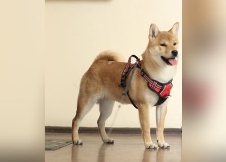 MEI Schöne rote Shiba inu Welpe   mit FCI dokumenten