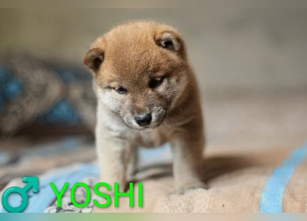 Wunderschöne Shiba-Inu-Welpen mit rotem Fell
