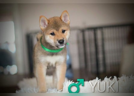 Wunderschöne Shiba-Inu-Welpen mit rotem Fell
