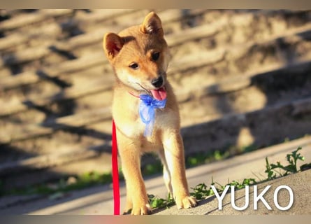 Wunderschöne Shiba-Inu-Welpen mit rotem Fell