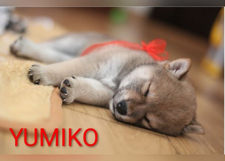 Wunderschöne Shiba-Inu-Welpen mit rotem Fell