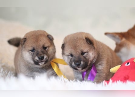 AYA, AMANE SHIBA INU WELPEN mit FCI dokumenten