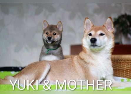 Wunderschöne Shiba-Inu-Welpen mit rotem Fell