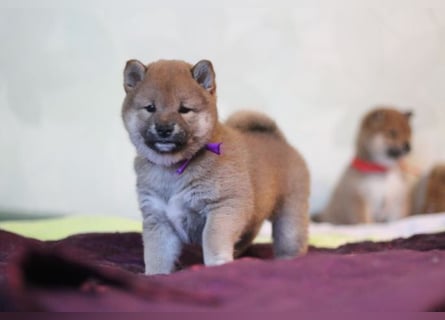 AYA, AMANE SHIBA INU WELPEN mit FCI dokumenten