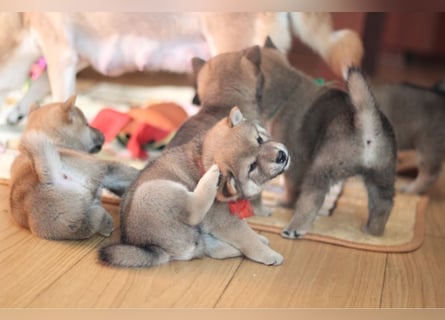 Wunderschöne Shiba-Inu-Welpen mit rotem Fell