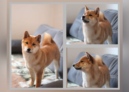 AMANE SHIBA INU WELPE mit FCI dokumenten