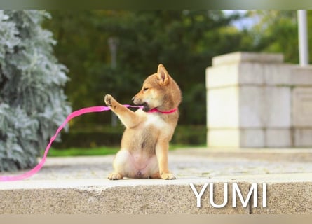 Wunderschöne Shiba-Inu-Welpen mit rotem Fell