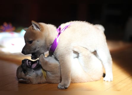 Wunderschöne Shiba-Inu-Welpen mit rotem Fell
