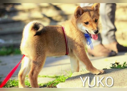 Wunderschöne Shiba-Inu-Welpen mit rotem Fell