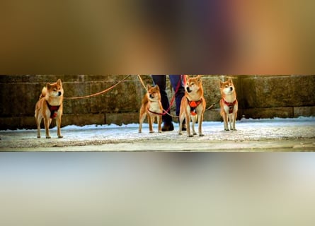 AMANE SHIBA INU WELPE mit FCI dokumenten