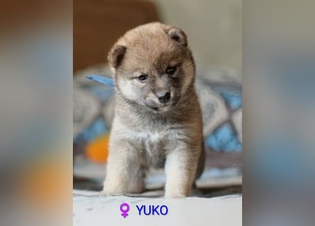 Wunderschöne Shiba-Inu-Welpen mit rotem Fell