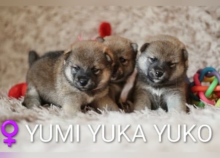 Wunderschöne Shiba-Inu-Welpen mit rotem Fell