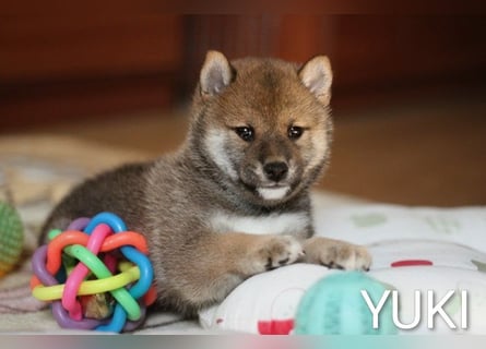 Wunderschöne Shiba-Inu-Welpen mit rotem Fell