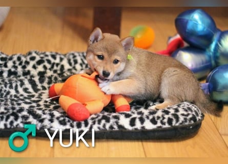 Wunderschöne Shiba-Inu-Welpen mit rotem Fell