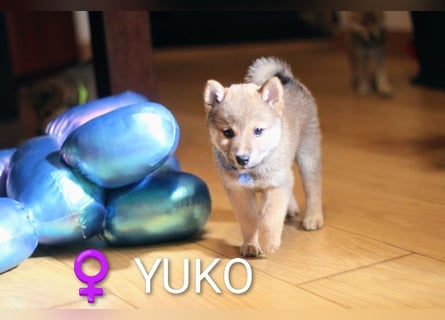 Wunderschöne Shiba-Inu-Welpen mit rotem Fell