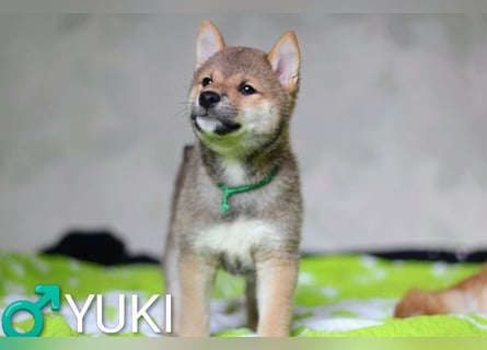 Wunderschöne Shiba-Inu-Welpen mit rotem Fell