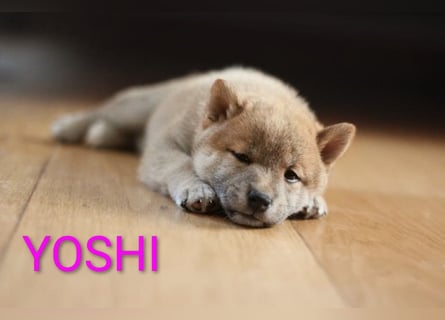 Wunderschöne Shiba-Inu-Welpen mit rotem Fell