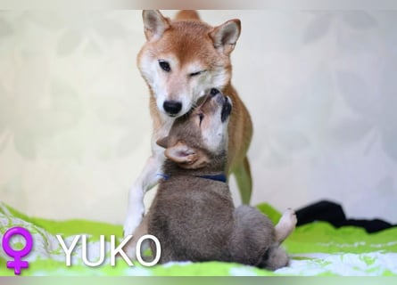 Wunderschöne Shiba-Inu-Welpen mit rotem Fell