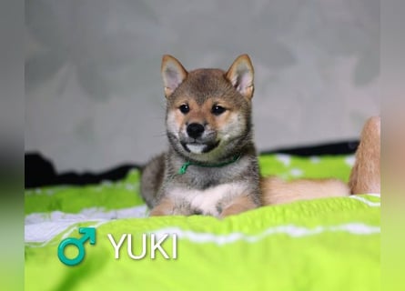 Wunderschöne Shiba-Inu-Welpen mit rotem Fell