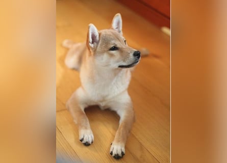 MEI Schöne rote Shiba inu Welpe   mit FCI dokumenten
