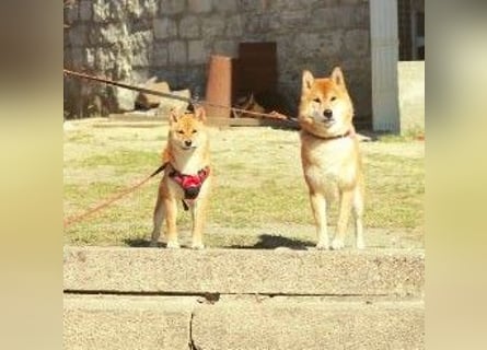 AMANE hübsche Hündin der Rasse SHIBA INU mit rotem Fell mit FCI dokumenten