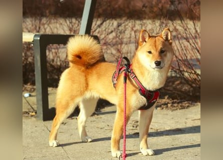 AMANE hübsche Hündin der Rasse SHIBA INU mit rotem Fell mit FCI dokumenten