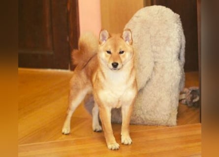 AMANE hübsche Hündin der Rasse SHIBA INU mit rotem Fell mit FCI dokumenten