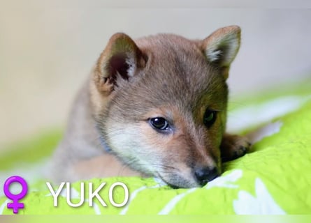 Wunderschöne Shiba-Inu-Welpen mit rotem Fell