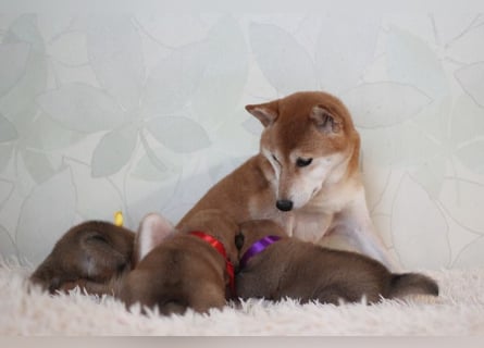 AYA, AMANE SHIBA INU WELPEN mit FCI dokumenten