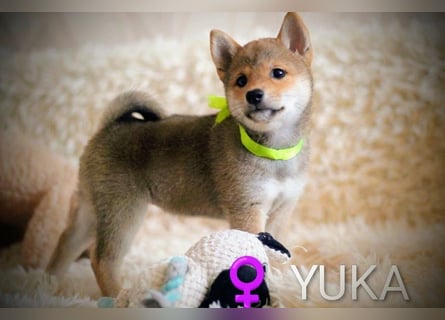 Wunderschöne Shiba-Inu-Welpen mit rotem Fell