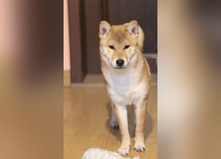 MEI Schöne rote Shiba inu Welpe   mit FCI dokumenten
