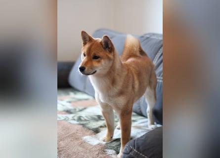 AMANE SHIBA INU WELPE mit FCI dokumenten