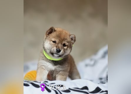 Wunderschöne Shiba-Inu-Welpen mit rotem Fell